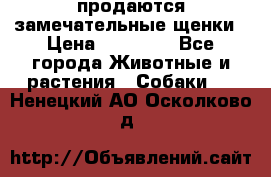 продаются замечательные щенки › Цена ­ 10 000 - Все города Животные и растения » Собаки   . Ненецкий АО,Осколково д.